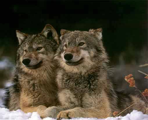 picture of two wolves